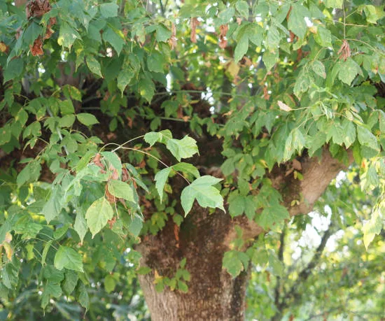 Érable à feuilles de frêne