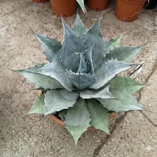 Agave  blue brian