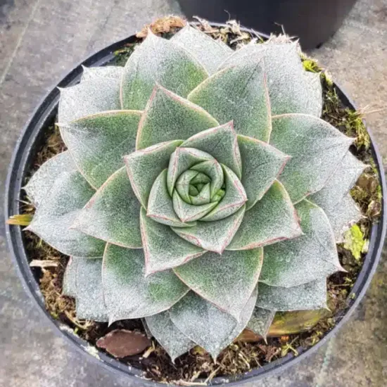 Echeveria ' '