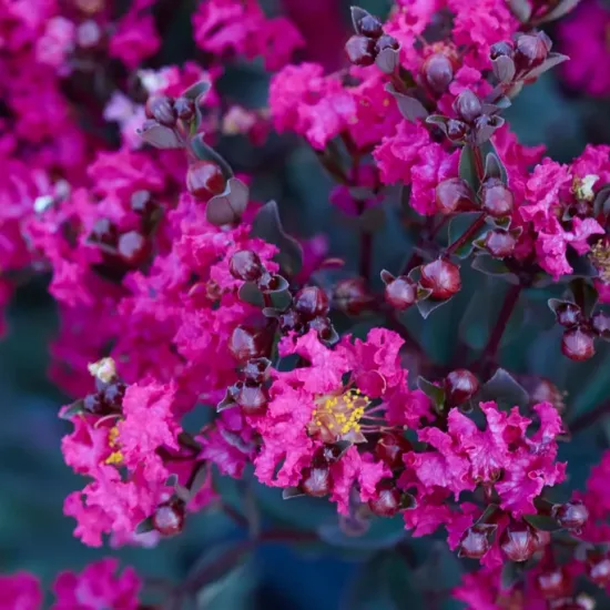 Lilas des indes 'Mystic magenta'