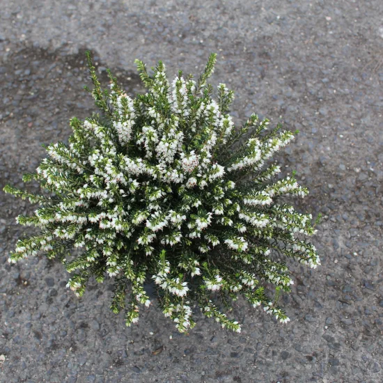 Bruyère 'Blanche'