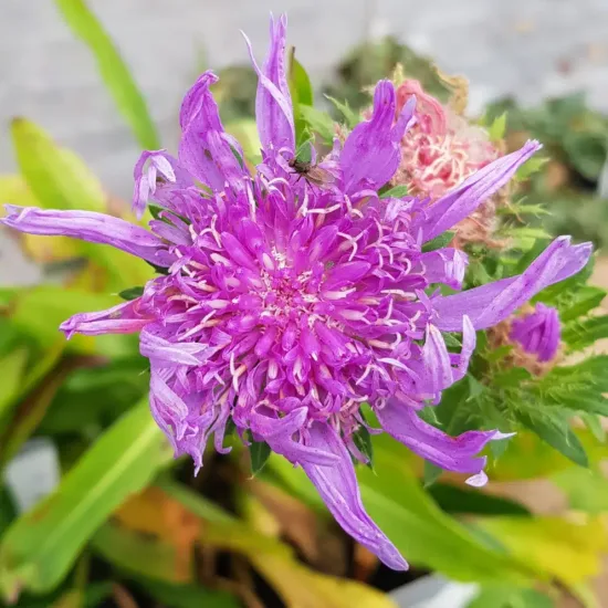 Bleuet d'amérique 'Blue star'