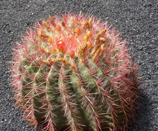 Cactus féroce 'pilosus'