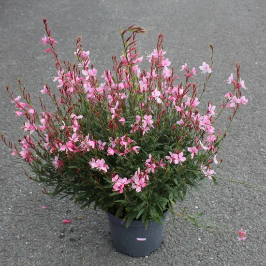 Gaura 'Siskiyou pink'