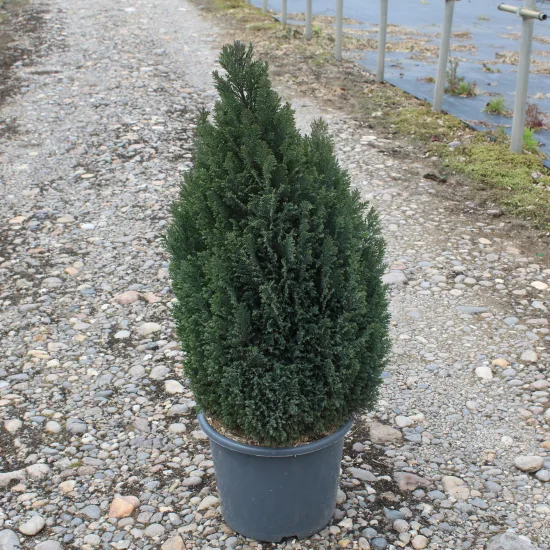Cyprès de lawson 'Ellwoodii'