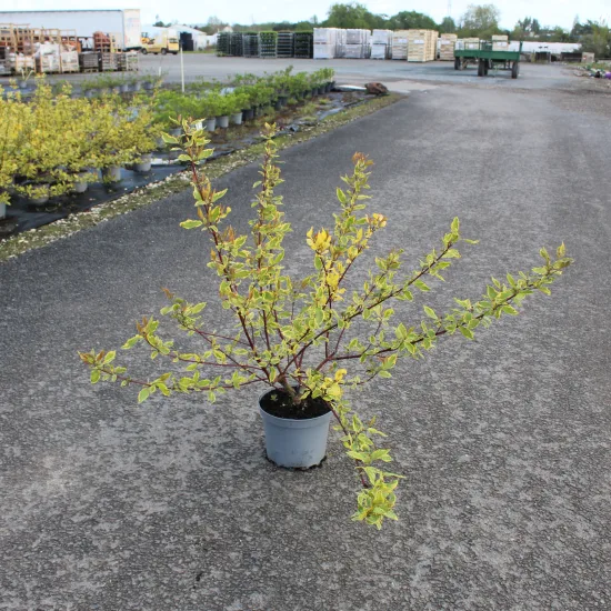 Cornouiller blanc 'Gouchaultii'