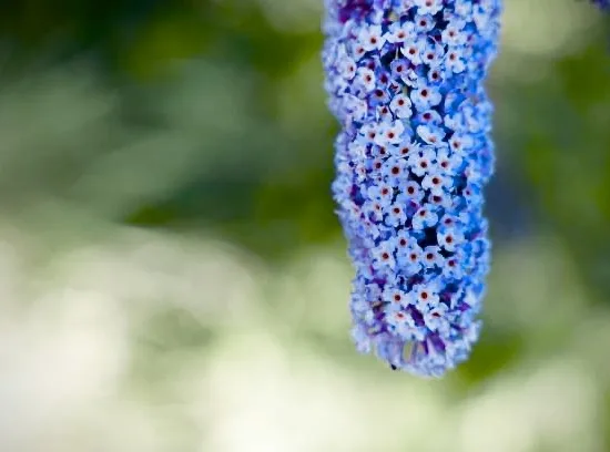 Arbre aux papillons 'Sky blue'