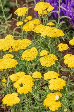 Achillée 'Yellow''