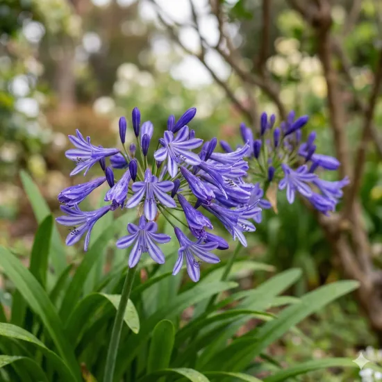 Agapanthe 'Poppin star'