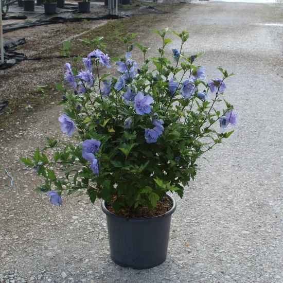 Althéa 'Blue chiffon'