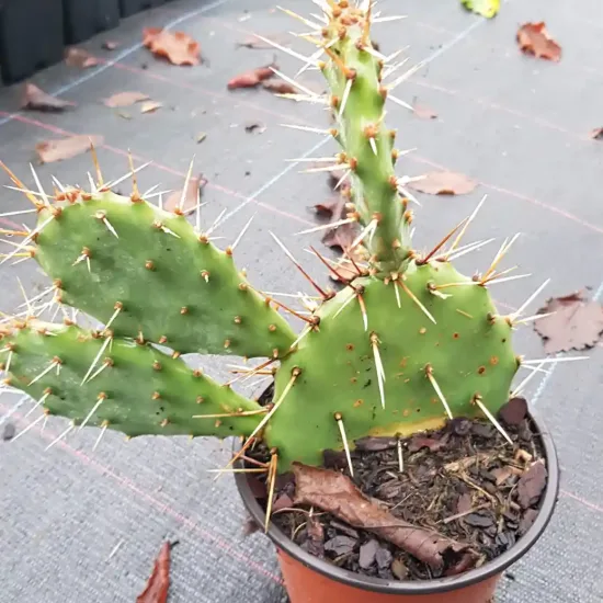 Opuntia  polyacantha
