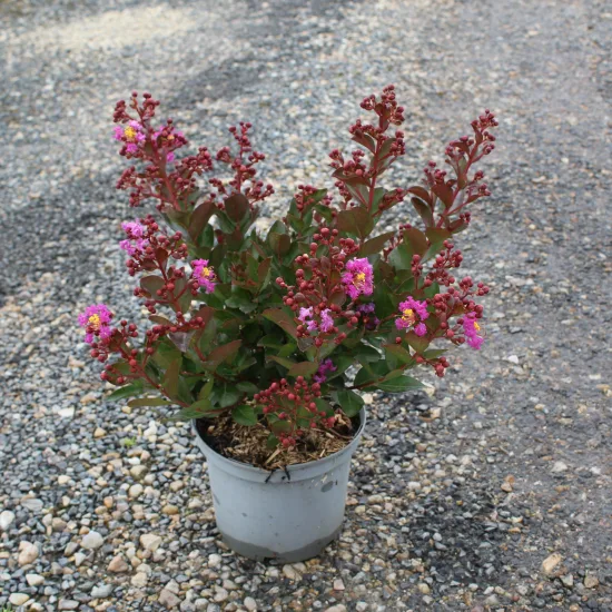 Lilas des indes 'Maroon star'