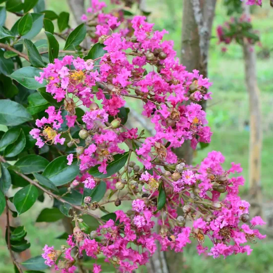 Lilas des indes 'Mimie rose'