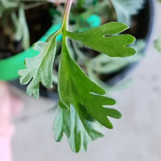 Géranium au parfum d'eucalyptus ' '