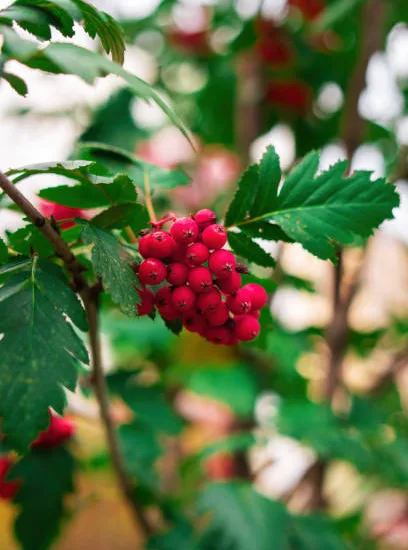 Sorbier des oiseleurs 'Red bird'