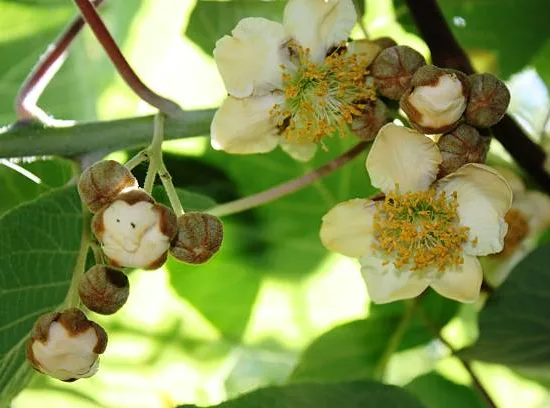 Kiwi 'Femelle'
