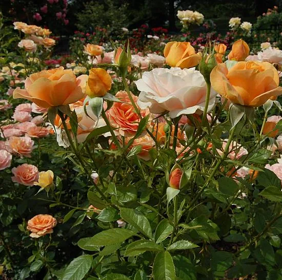 Rosier 'Sahara '