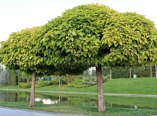 Catalpa commun 'Aurea'