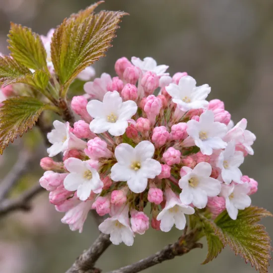 Viorne de farrer (parfumee)