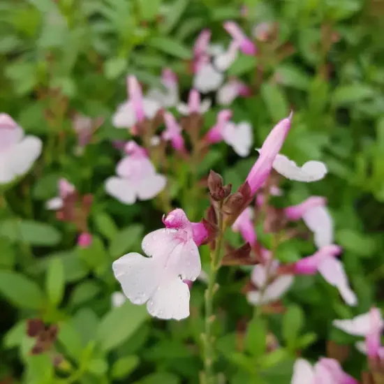 Sauge de gregg 'Mirage soft pink rose clair'