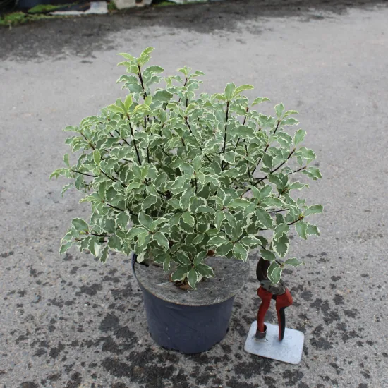 Pittospore 'Variegatum'