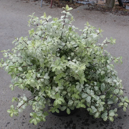 Pittospore 'Irene paterson'
