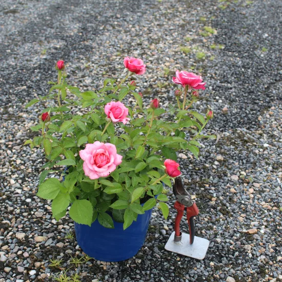 Rosier 'Pink voluptia '