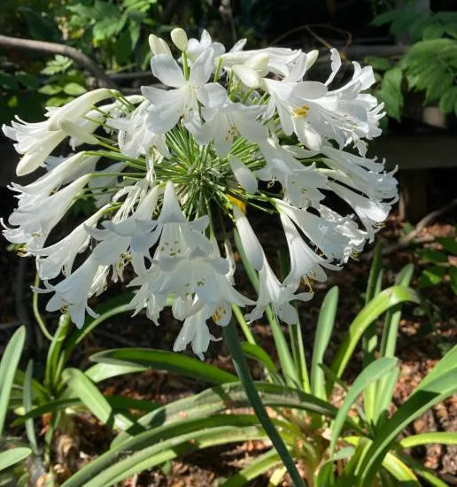 Agapanthe hybride 'Kilmurry blanche'