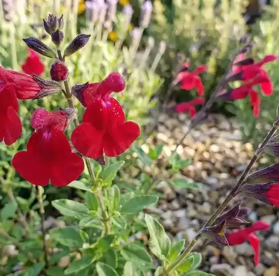 Sauge de graham 'Grahamii'
