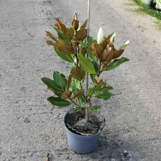 Magnolia 'Little gem'