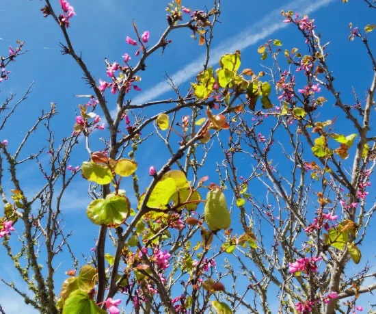 Arbre de Judée