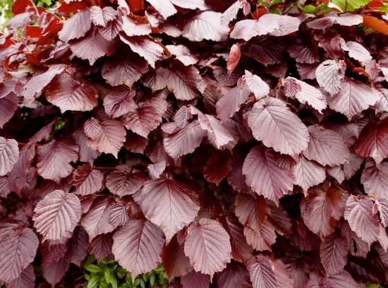 Hêtre commun 'Dawyck purple'