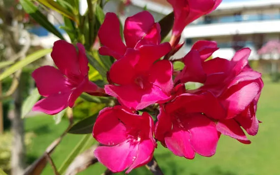 Laurier rose 'Vuelta'