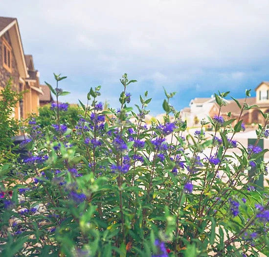 Caryopteris Grand Bleu