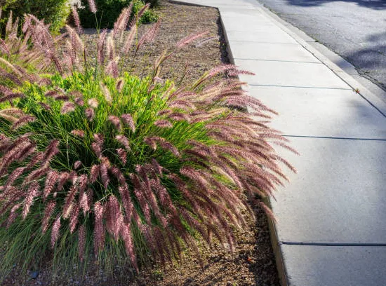 Pennisetum 'Flamingo'