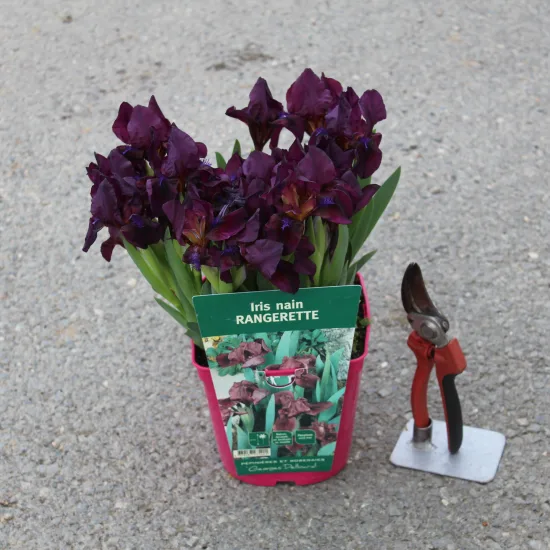 Iris nain 'Rangerette rouge'