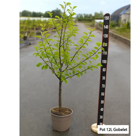 Pommier 'Delbard Jubile'