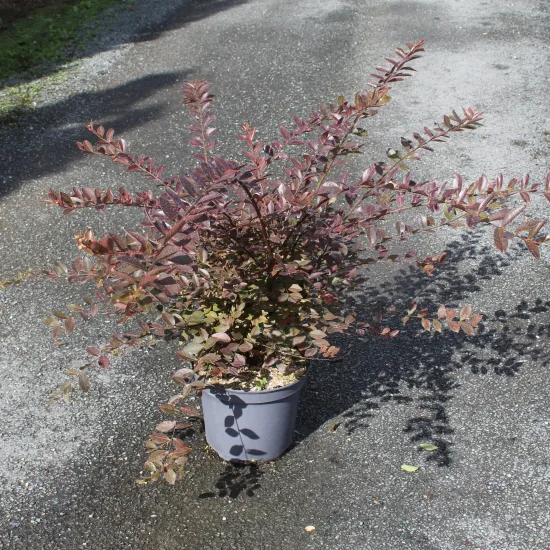 Lilas des indes 'Petit canaille blanc'