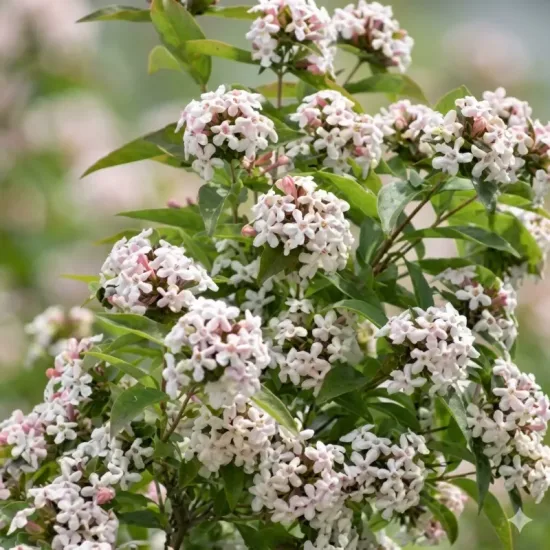 Abelie parfumée 'Monia'