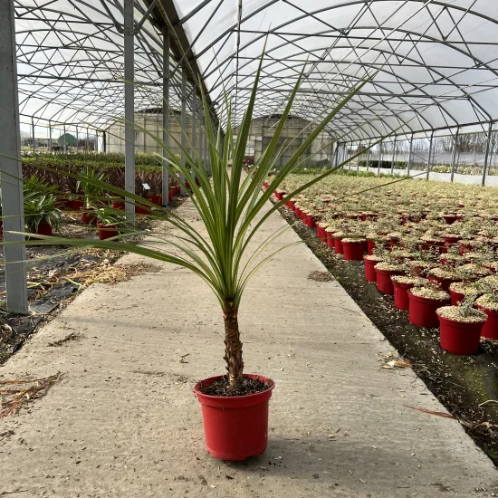 Cordyline