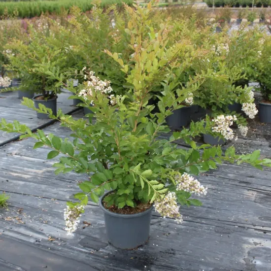 Lilas des indes 'Natchez'