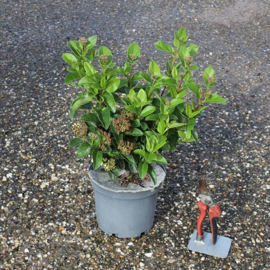 Viorne tin 'Lisarose'