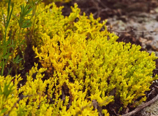 Orpin/sedum à 6 angles