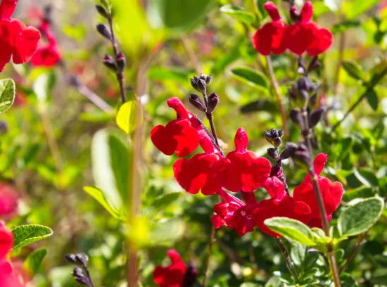 Sauge 'Royal bumble'