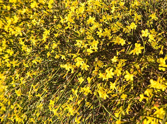 Jasmin d'hiver