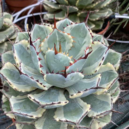 Agave  'Kissho kan'