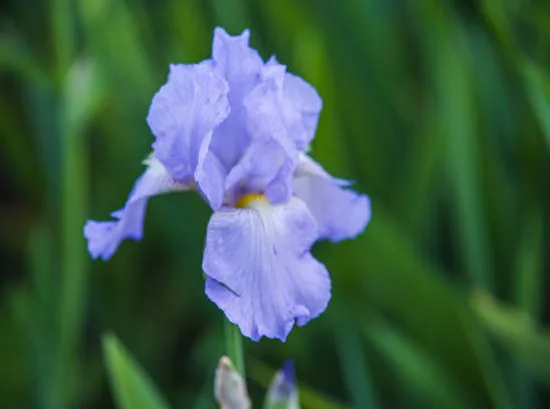 Iris nain 'Tinker bell bleu'