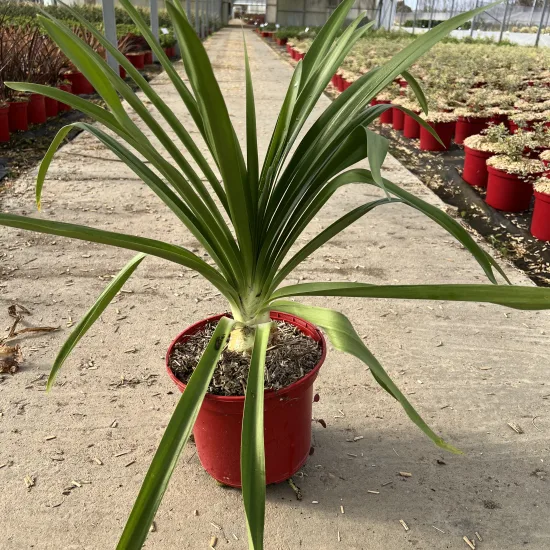 Agapanthe 'Enigma'