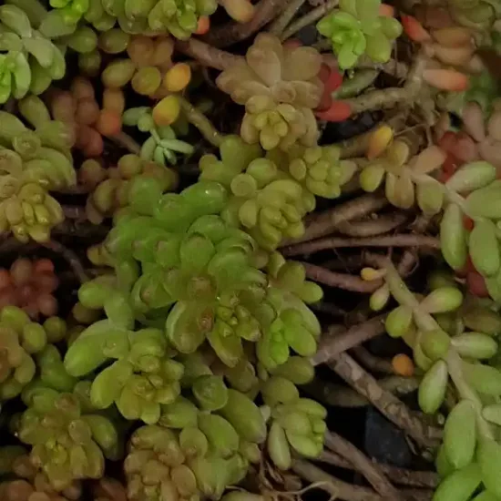 Orpin/sedum  'album coral carpet'