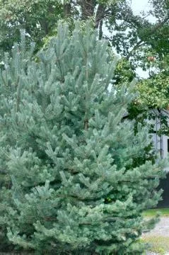 Pin sylvestre
